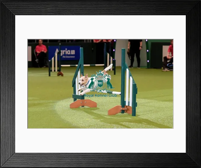 Framed Print : Crufts 2019 - Day Two, NEC, UK - 8 Mar 2019 Framed Print : Crufts 2019 - Day Two, NEC, UK - 8 Mar 2019
