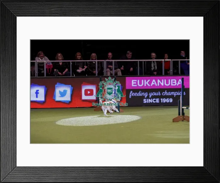 Framed Print : Crufts 2019 - Day Two, NEC, UK - 8 Mar 2019 Framed Print : Crufts 2019 - Day Two, NEC, UK - 8 Mar 2019