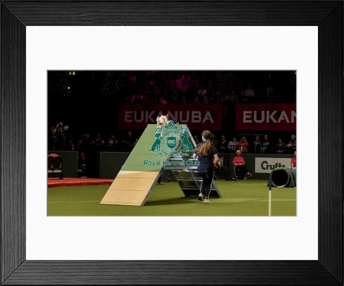 Framed Print : Crufts 2019 - Day Two, NEC, UK - 8 Mar 2019 Framed Print : Crufts 2019 - Day Two, NEC, UK - 8 Mar 2019