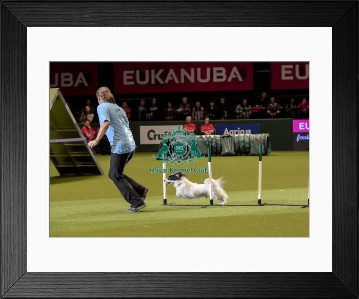Framed Print : Crufts 2019 - Day Two, NEC, UK - 8 Mar 2019 Framed Print : Crufts 2019 - Day Two, NEC, UK - 8 Mar 2019