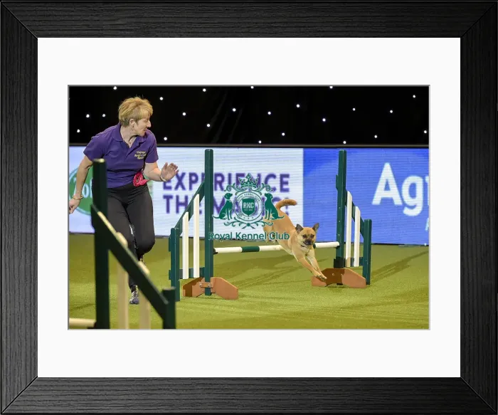 Framed Print : Crufts 2019 - Day Two, NEC, UK - 8 Mar 2019 Framed Print : Crufts 2019 - Day Two, NEC, UK - 8 Mar 2019