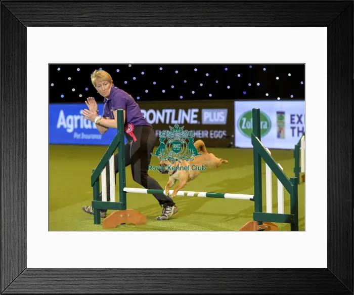 Framed Print : Crufts 2019 - Day Two, NEC, UK - 8 Mar 2019 Framed Print : Crufts 2019 - Day Two, NEC, UK - 8 Mar 2019