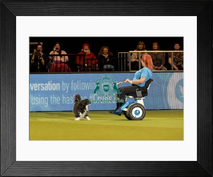 Framed Print : Crufts 2019 - Day Two, NEC, UK - 8 Mar 2019 Framed Print : Crufts 2019 - Day Two, NEC, UK - 8 Mar 2019