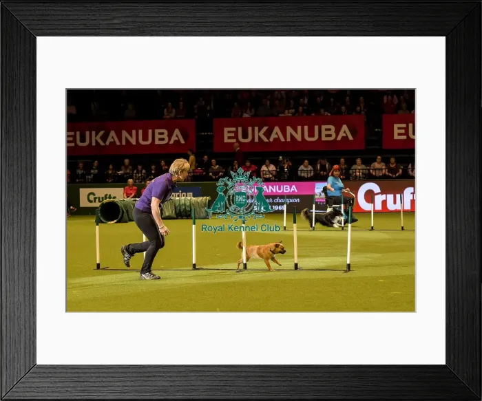 Framed Print : Crufts 2019 - Day Two, NEC, UK - 8 Mar 2019 Framed Print : Crufts 2019 - Day Two, NEC, UK - 8 Mar 2019