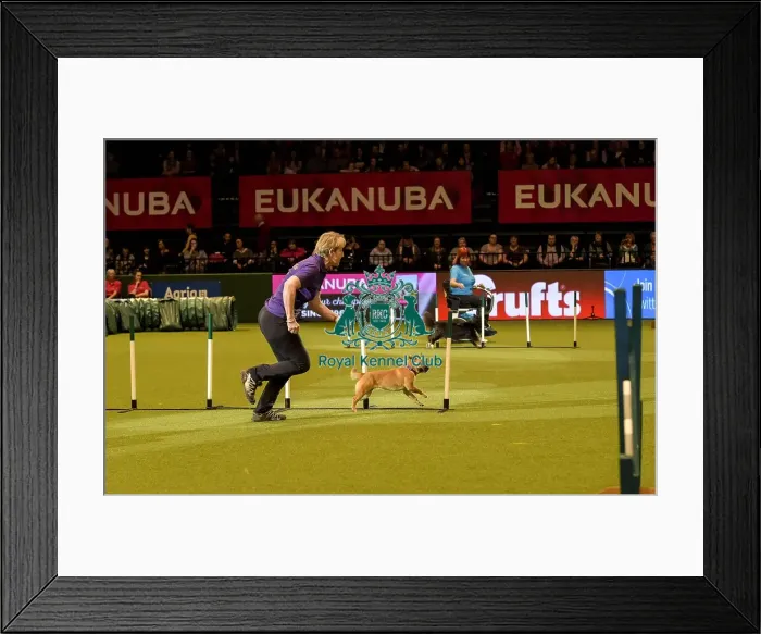 Framed Print : Crufts 2019 - Day Two, NEC, UK - 8 Mar 2019 Framed Print : Crufts 2019 - Day Two, NEC, UK - 8 Mar 2019
