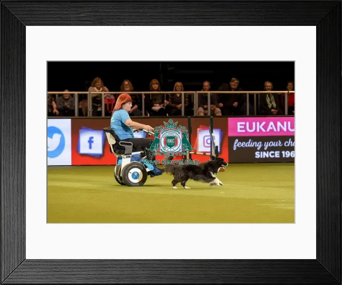 Framed Print : Crufts 2019 - Day Two, NEC, UK - 8 Mar 2019 Framed Print : Crufts 2019 - Day Two, NEC, UK - 8 Mar 2019
