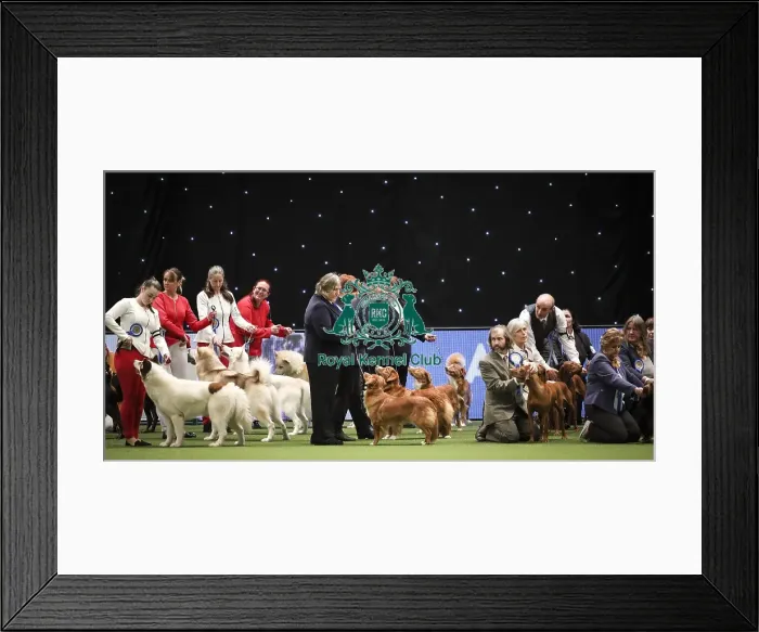 Framed Print : Crufts 2019 - Day Two, NEC, UK - 8 Mar 2019 Framed Print : Crufts 2019 - Day Two, NEC, UK - 8 Mar 2019