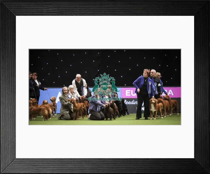 Framed Print : Crufts 2019 - Day Two, NEC, UK - 8 Mar 2019 Framed Print : Crufts 2019 - Day Two, NEC, UK - 8 Mar 2019