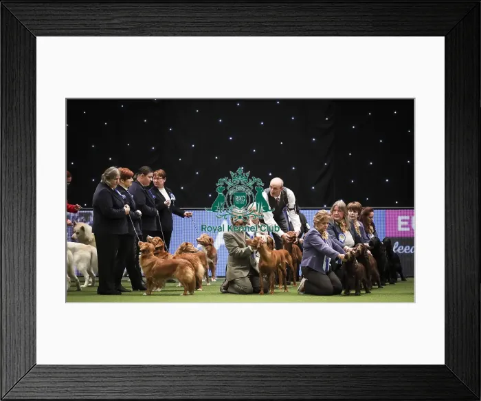 Framed Print : Crufts 2019 - Day Two, NEC, UK - 8 Mar 2019 Framed Print : Crufts 2019 - Day Two, NEC, UK - 8 Mar 2019