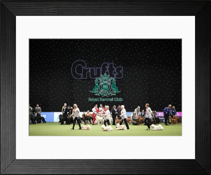 Framed Print : Crufts 2019 - Day Two, NEC, UK - 8 Mar 2019 Framed Print : Crufts 2019 - Day Two, NEC, UK - 8 Mar 2019