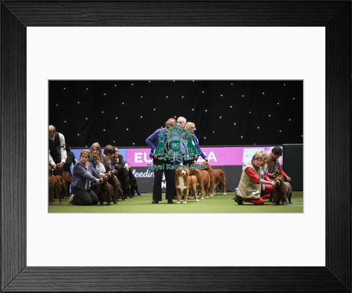 Framed Print : Crufts 2019 - Day Two, NEC, UK - 8 Mar 2019 Framed Print : Crufts 2019 - Day Two, NEC, UK - 8 Mar 2019