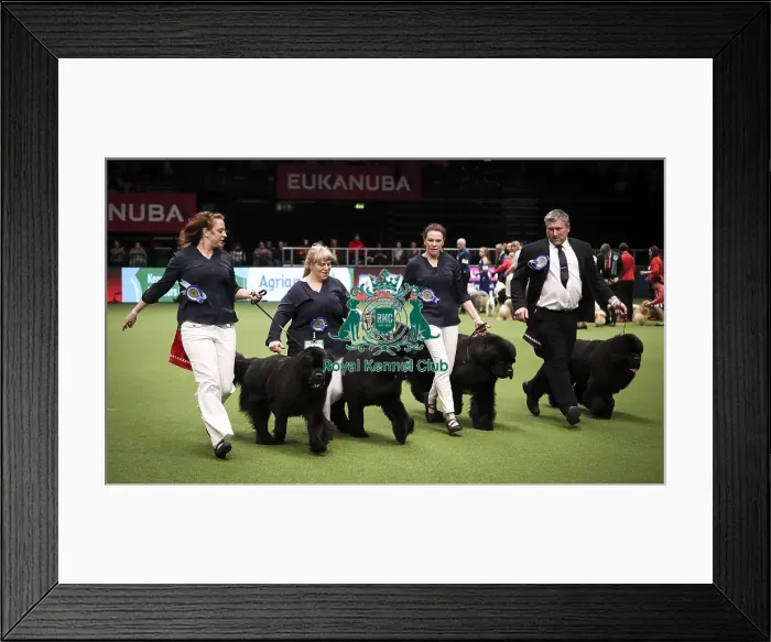 Framed Print : Crufts 2019 - Day Two, NEC, UK - 8 Mar 2019 Framed Print : Crufts 2019 - Day Two, NEC, UK - 8 Mar 2019