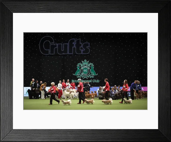 Framed Print : Crufts 2019 - Day Two, NEC, UK - 8 Mar 2019 Framed Print : Crufts 2019 - Day Two, NEC, UK - 8 Mar 2019
