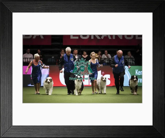 Framed Print : Crufts 2019 - Day Two, NEC, UK - 8 Mar 2019 Framed Print : Crufts 2019 - Day Two, NEC, UK - 8 Mar 2019