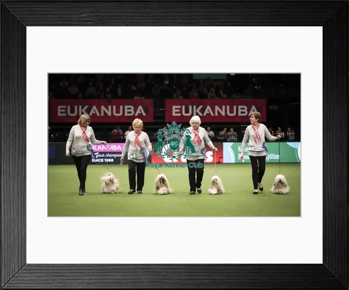 Framed Print : Crufts 2019 - Day Two, NEC, UK - 8 Mar 2019 Framed Print : Crufts 2019 - Day Two, NEC, UK - 8 Mar 2019