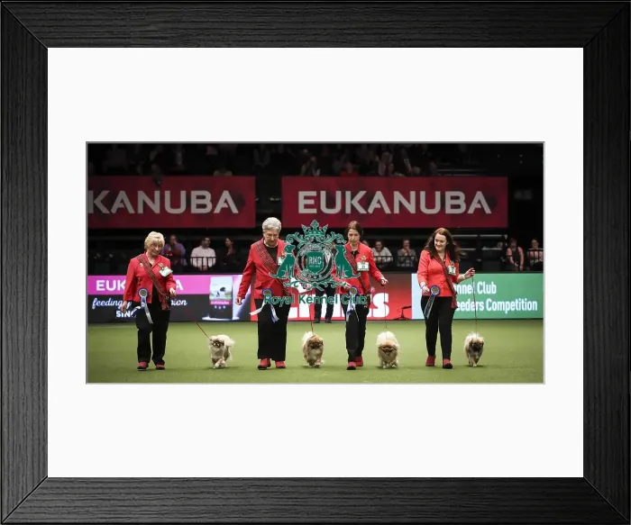 Framed Print : Crufts 2019 - Day Two, NEC, UK - 8 Mar 2019 Framed Print : Crufts 2019 - Day Two, NEC, UK - 8 Mar 2019
