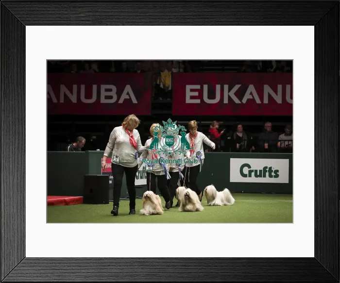 Framed Print : Crufts 2019 - Day Two, NEC, UK - 8 Mar 2019 Framed Print : Crufts 2019 - Day Two, NEC, UK - 8 Mar 2019