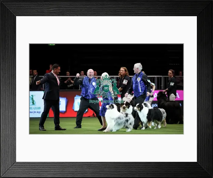 Framed Print : Crufts 2019 - Day Two, NEC, UK - 8 Mar 2019 Framed Print : Crufts 2019 - Day Two, NEC, UK - 8 Mar 2019