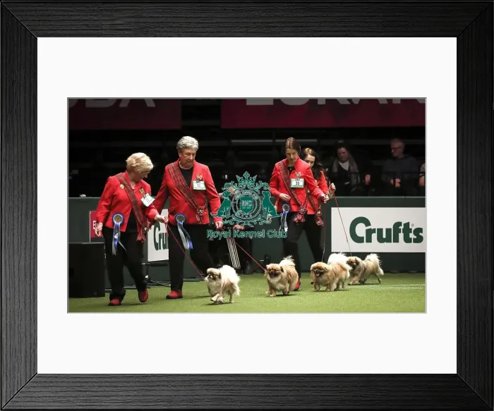 Framed Print : Crufts 2019 - Day Two, NEC, UK - 8 Mar 2019 Framed Print : Crufts 2019 - Day Two, NEC, UK - 8 Mar 2019