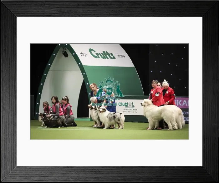 Framed Print : Crufts 2019 - Day Two, NEC, UK - 8 Mar 2019 Framed Print : Crufts 2019 - Day Two, NEC, UK - 8 Mar 2019
