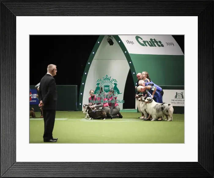 Framed Print : Crufts 2019 - Day Two, NEC, UK - 8 Mar 2019 Framed Print : Crufts 2019 - Day Two, NEC, UK - 8 Mar 2019