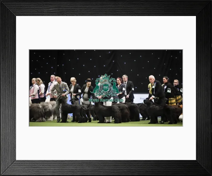 Framed Print : Crufts 2019 - Day Two, NEC, UK - 8 Mar 2019 Framed Print : Crufts 2019 - Day Two, NEC, UK - 8 Mar 2019