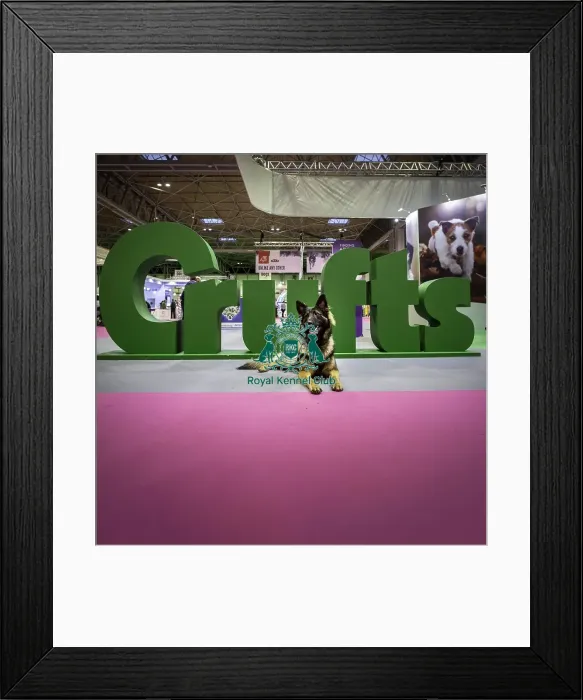 Framed Print : Crufts 2019 - Day One, NEC, UK - 7 Mar 2019 Framed Print : Crufts 2019 - Day One, NEC, UK - 7 Mar 2019