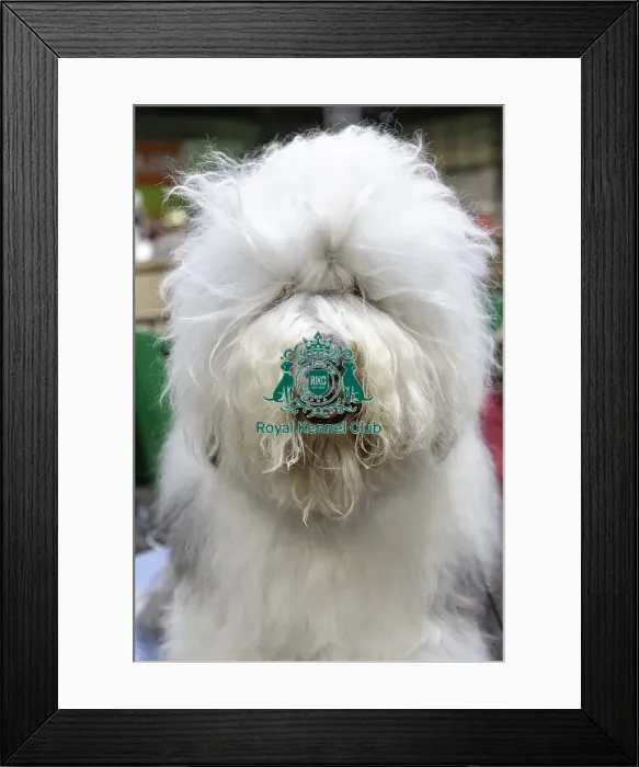 Framed Print : Crufts 2019 - Day Two, NEC, UK - 8 Mar 2019 Framed Print : Crufts 2019 - Day Two, NEC, UK - 8 Mar 2019