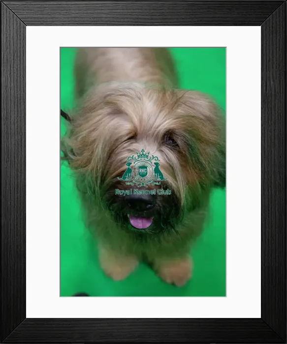 Framed Print : Crufts 2019 - Day Two, NEC, UK - 8 Mar 2019 Framed Print : Crufts 2019 - Day Two, NEC, UK - 8 Mar 2019