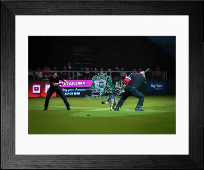 Framed Print : Crufts 2019 - Day One, NEC, UK - 7 Mar 2019 Framed Print : Crufts 2019 - Day One, NEC, UK - 7 Mar 2019