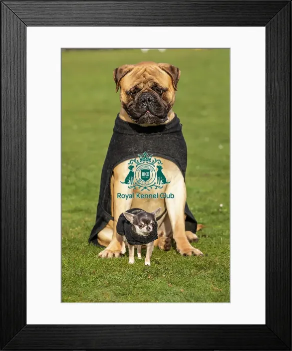 Framed Print : Crufts 2019 - Day Two, NEC, UK - 8 Mar 2019 Framed Print : Crufts 2019 - Day Two, NEC, UK - 8 Mar 2019