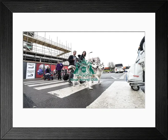 Framed Print : Crufts 2019 - Day Two, NEC, UK - 8 Mar 2019 Framed Print : Crufts 2019 - Day Two, NEC, UK - 8 Mar 2019