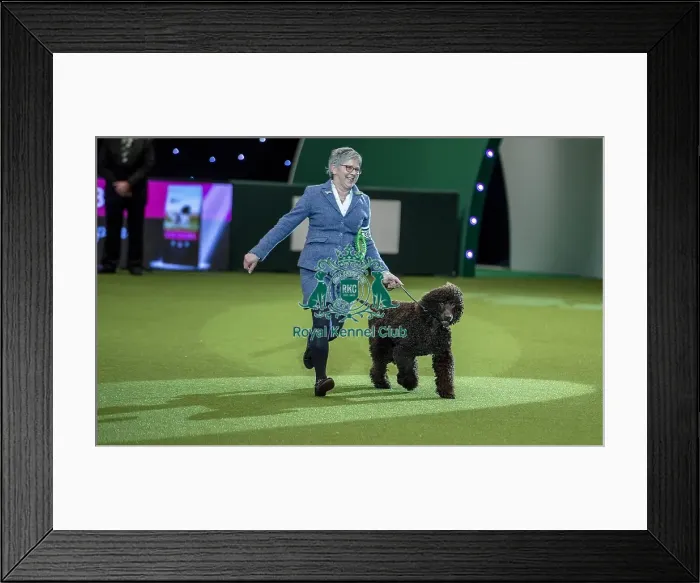 Framed Print : Crufts 2019 - Best of Breed Framed Print : Crufts 2019 - Best of Breed