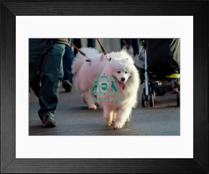 Framed Print : Crufts 2019 - Day Two, NEC, UK - 8 Mar 2019 Framed Print : Crufts 2019 - Day Two, NEC, UK - 8 Mar 2019
