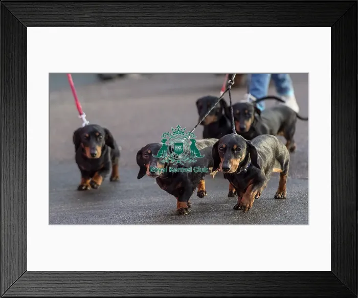 Framed Print : Crufts 2019 - Day Two, NEC, UK - 8 Mar 2019