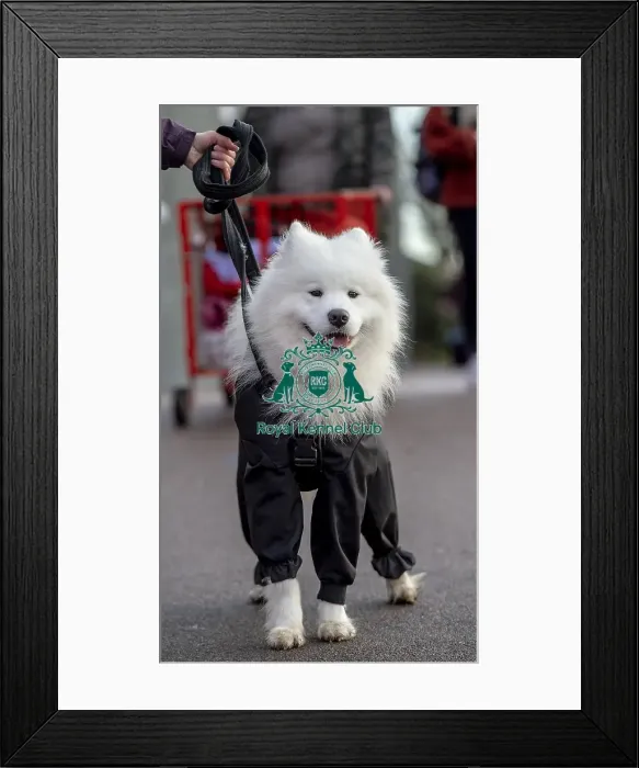 Framed Print : Crufts 2019 - Day Two, NEC, UK - 8 Mar 2019 Framed Print : Crufts 2019 - Day Two, NEC, UK - 8 Mar 2019