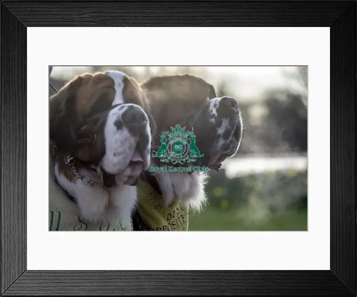 Framed Print : Crufts 2019 - Day Two, NEC, UK - 8 Mar 2019 Framed Print : Crufts 2019 - Day Two, NEC, UK - 8 Mar 2019