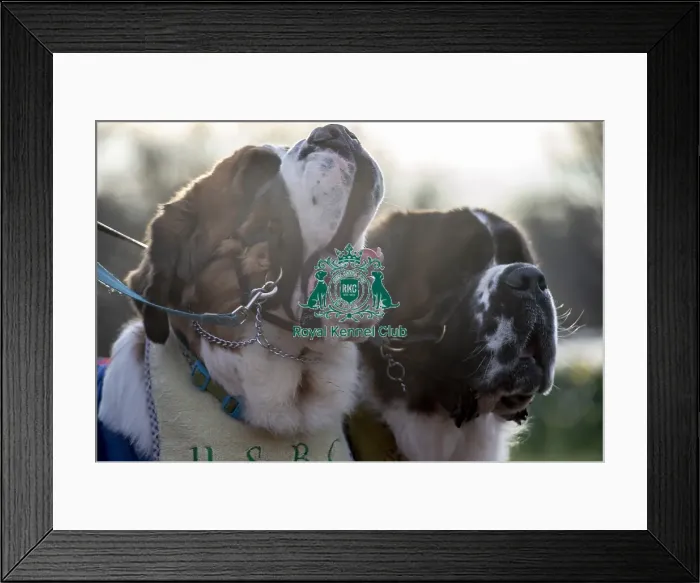 Framed Print : Crufts 2019 - Day Two, NEC, UK - 8 Mar 2019 Framed Print : Crufts 2019 - Day Two, NEC, UK - 8 Mar 2019