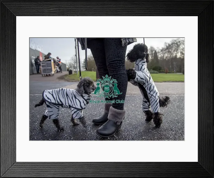 Framed Print : Crufts 2019 - Day Two, NEC, UK - 8 Mar 2019 Framed Print : Crufts 2019 - Day Two, NEC, UK - 8 Mar 2019