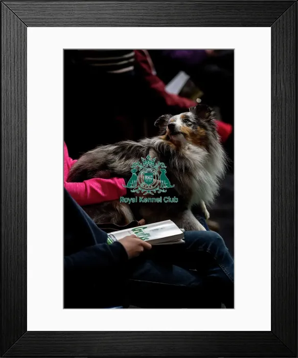 Framed Print : Crufts 2019 - Day Two, NEC, UK - 8 Mar 2019 Framed Print : Crufts 2019 - Day Two, NEC, UK - 8 Mar 2019