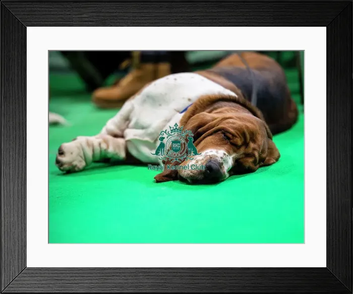 Framed Print : Crufts 2019 - Day Two, NEC, UK - 8 Mar 2019 Framed Print : Crufts 2019 - Day Two, NEC, UK - 8 Mar 2019