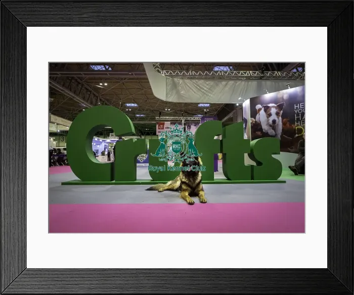 Framed Print : Crufts 2019 - Day One, NEC, UK - 7 Mar 2019
