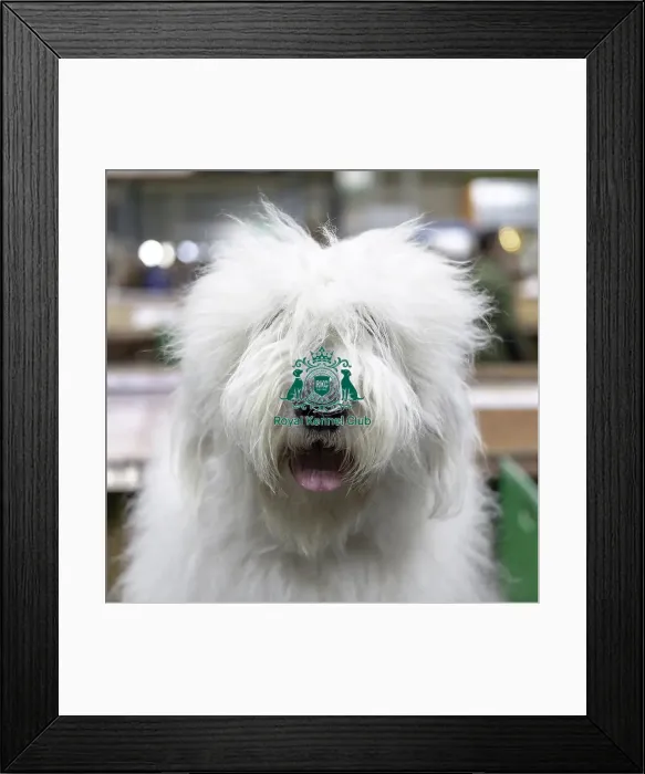 Framed Print : Crufts 2019 - Day Two, NEC, UK - 8 Mar 2019 Framed Print : Crufts 2019 - Day Two, NEC, UK - 8 Mar 2019