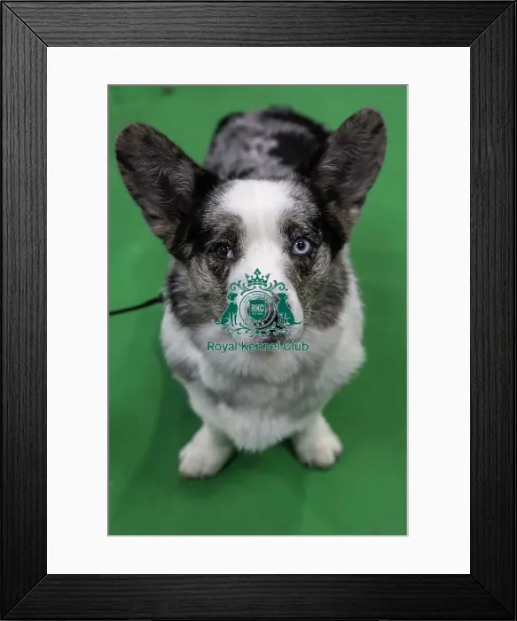 Framed Print : Crufts 2019 - Day Two, NEC, UK - 8 Mar 2019 Framed Print : Crufts 2019 - Day Two, NEC, UK - 8 Mar 2019