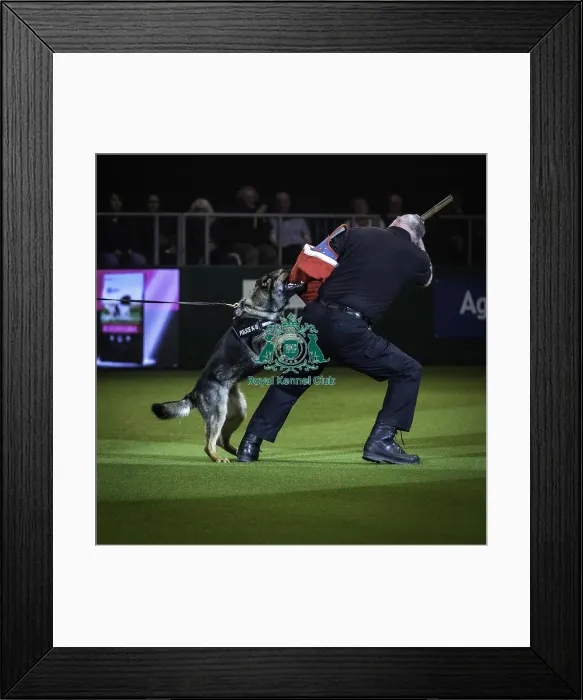 Framed Print : Crufts 2019 - Day One, NEC, UK - 7 Mar 2019 Framed Print : Crufts 2019 - Day One, NEC, UK - 7 Mar 2019
