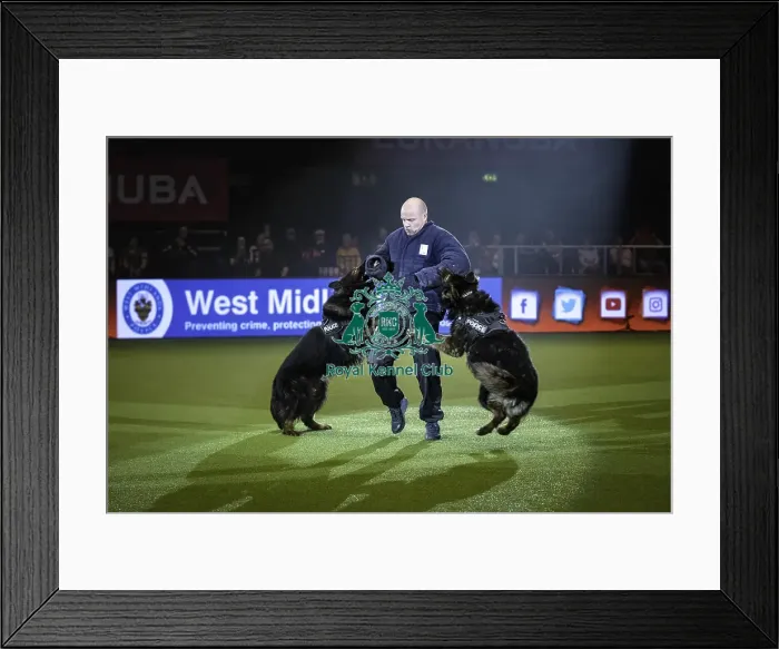 Framed Print : Crufts 2019 - Day One, NEC, UK - 7 Mar 2019 Framed Print : Crufts 2019 - Day One, NEC, UK - 7 Mar 2019