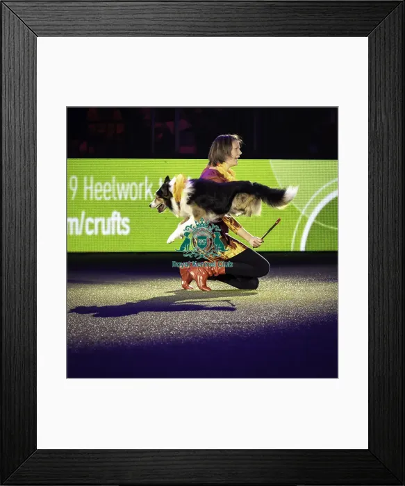 Framed Print : Crufts 2019 - Day One, NEC, UK - 7 Mar 2019 Framed Print : Crufts 2019 - Day One, NEC, UK - 7 Mar 2019