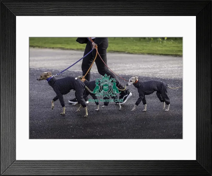 Framed Print : Crufts 2019 - Day Two, NEC, UK - 8 Mar 2019 Framed Print : Crufts 2019 - Day Two, NEC, UK - 8 Mar 2019