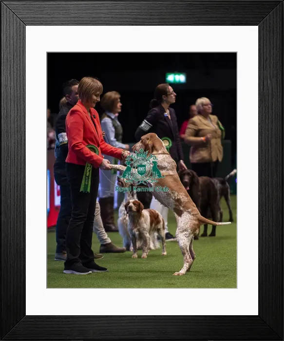 Framed Print : Crufts 2019 - Day One, NEC, UK - 7 Mar 2019 Framed Print : Crufts 2019 - Day One, NEC, UK - 7 Mar 2019