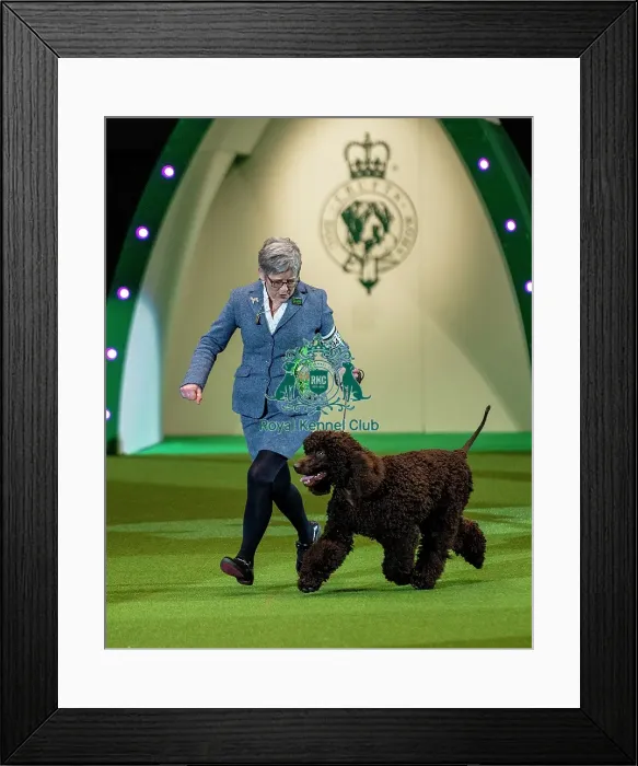 Framed Print : Crufts 2019 - Best of Breed Framed Print : Crufts 2019 - Best of Breed